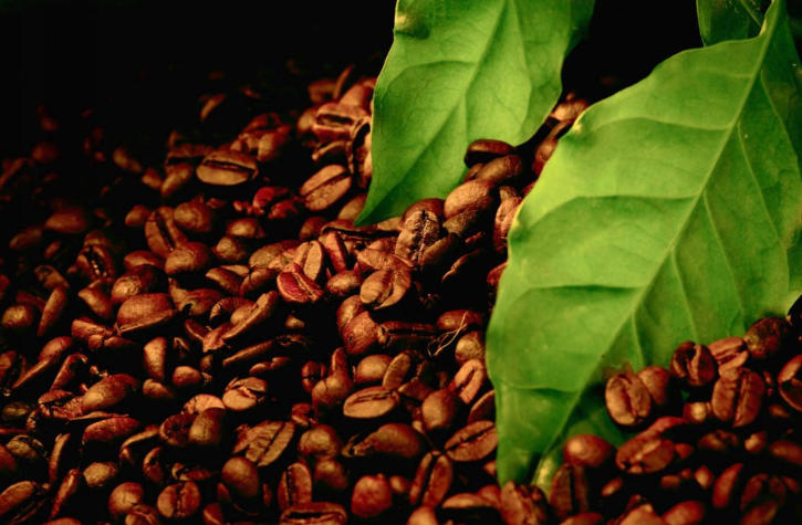 Desarrollo de las exportaciones de café de China y apoyo de la cadena de suministro STU
